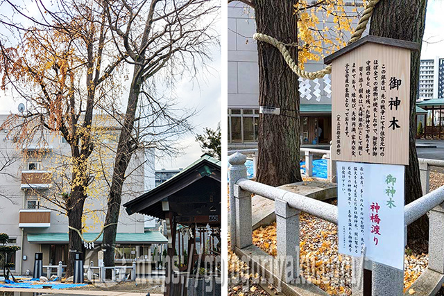 千住神社御神木